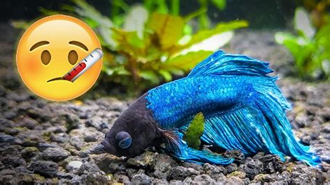 sick betta fish|How To Tell If A Betta Fish Is Sick: Common Reasons And Solutions.